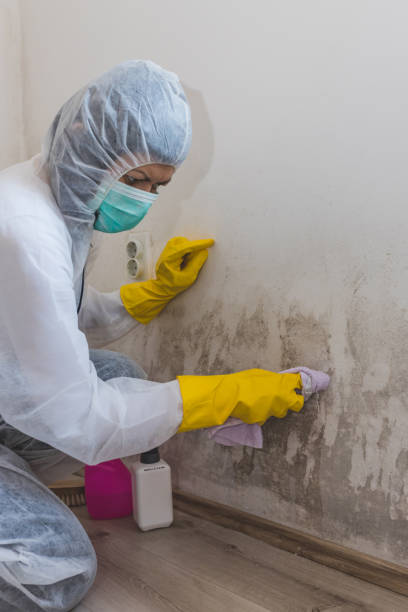 Best Commercial Mold Inspection  in Boonsboro, MD