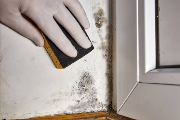 Best Basement Mold Removal  in Boonsboro, MD